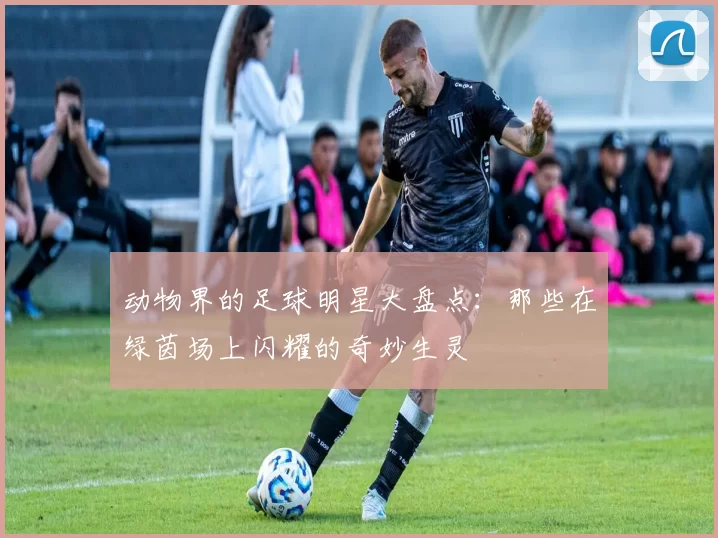 动物界的足球明星大盘点：那些在绿茵场上闪耀的奇妙生灵